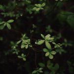 Quam Nulla Porttitor Massa Dneque Aliquam Vestibulum ben karpinski ur pnorurpk unsplash